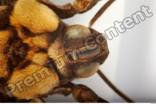 Death-head Hawkmoth - Acherontia atropos 0036